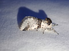 Furcula scolopendrina