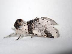 Furcula scolopendrina