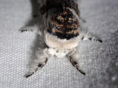 Furcula scolopendrina