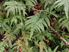 Arachniodes aristata