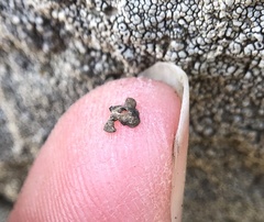 Dermatocarpon intestiniforme