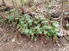 Arachniodes aristata