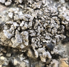 Dermatocarpon intestiniforme