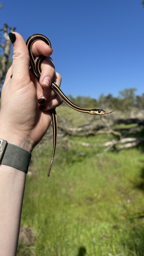 iNaturalist observation photo of Common Garter Snake