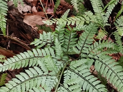 Arachniodes aristata