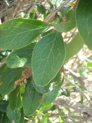 Berberis glaucocarpa