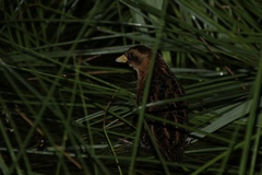 Coturnicops noveboracensis