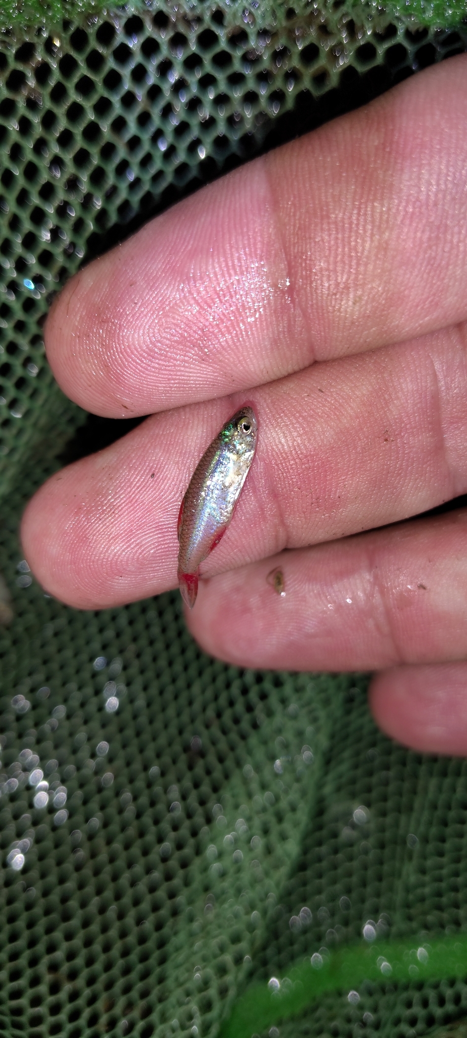 Bloodfin Tetra photo 5