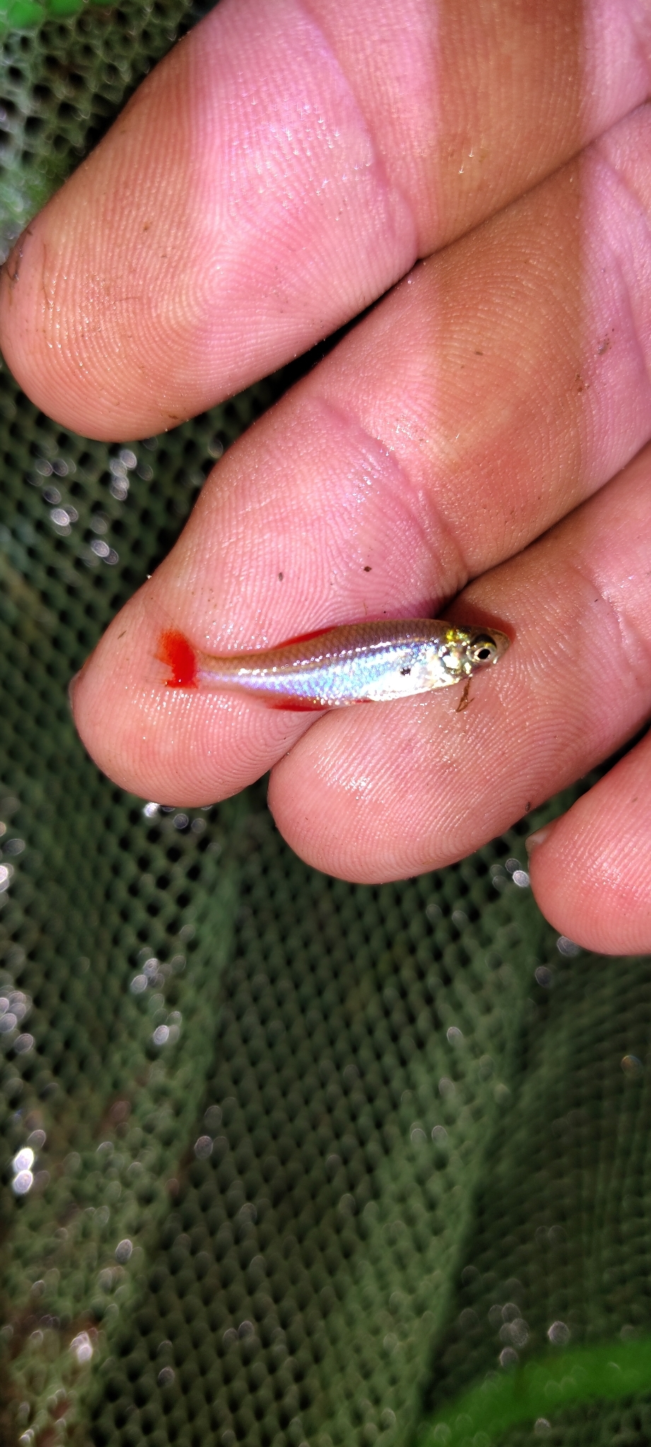 Bloodfin Tetra photo 6
