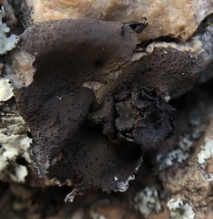 Umbilicaria polyphylla