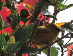 Chlorodrepanis virens virens
