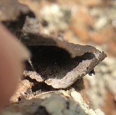 Umbilicaria polyphylla