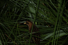 Coturnicops noveboracensis