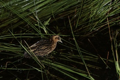 Coturnicops noveboracensis