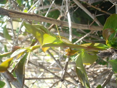 Berberis glaucocarpa