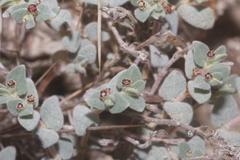 Euphorbia scopulorum