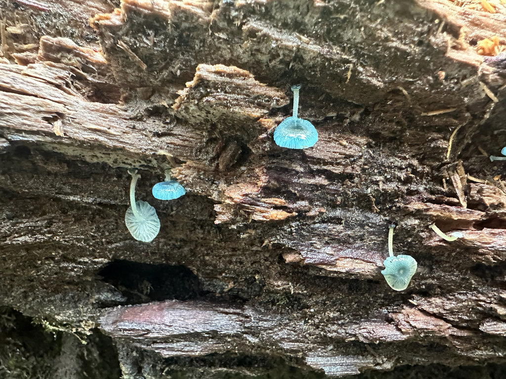Mycena interrupta · March 2026 · photo: © shuetrim (iNaturalist, cc-by)
