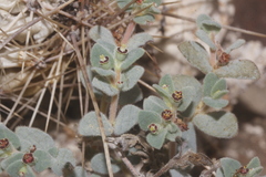 Euphorbia scopulorum