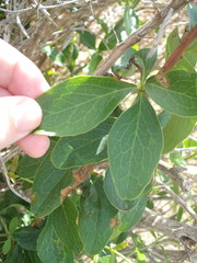 Berberis glaucocarpa