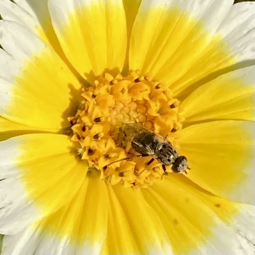 Unknown species found near Carrizo Plain National Monument, Santa Margarita, CA, US