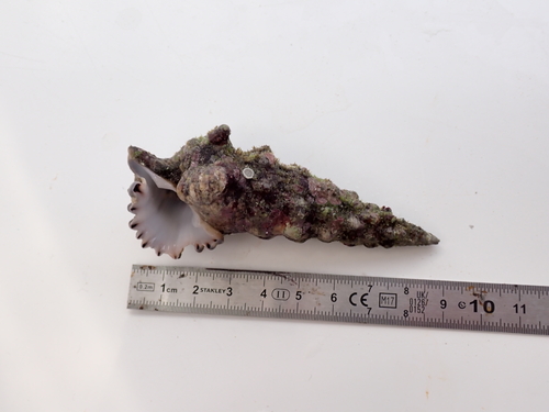 Cerithium nodulosum observed 2026-03-11