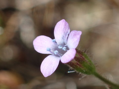 Gilia nevinii