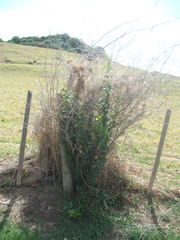 Berberis glaucocarpa