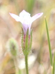 Gilia nevinii