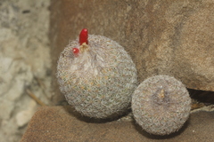 Epithelantha