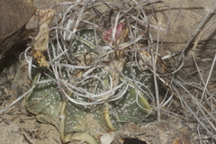 Astrophytum capricorne