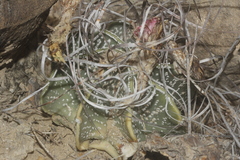 Astrophytum capricorne