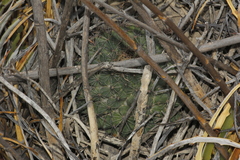 Mammillaria melanocentra melanocentra