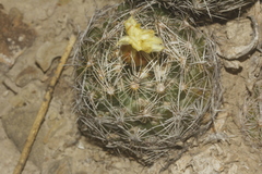 Coryphantha nickelsiae