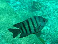 Abudefduf bengalensis