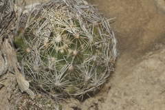 Coryphantha nickelsiae