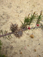 Allocasuarina thuyoides