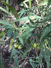 Solanum laciniatum
