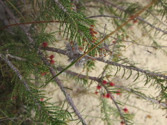 Allocasuarina thuyoides
