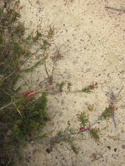 Allocasuarina thuyoides