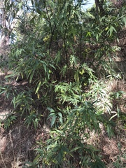 Solanum laciniatum