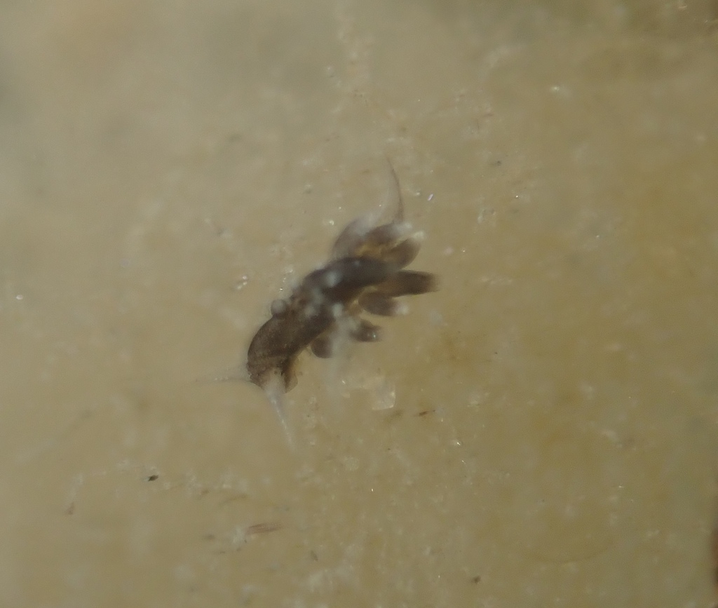 dusky stiliger