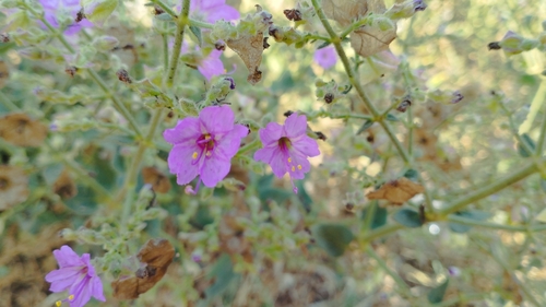 Viscid Four o'Clock (Mirabilis viscosa)