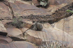 Mammillaria melanocentra melanocentra