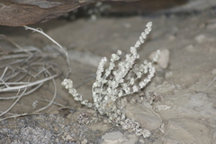 Astrolepis integerrima