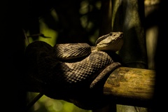 Martinique Lancehead photo 4