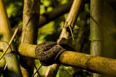 Martinique Lancehead photo 5