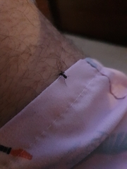 Aedes aegypti