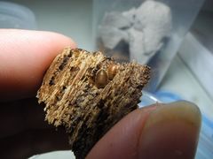 Compsodes cucullatus