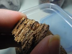 Compsodes cucullatus