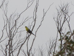 Polytelis anthopeplus